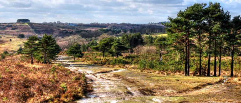Ashdown Forest, East Sussex