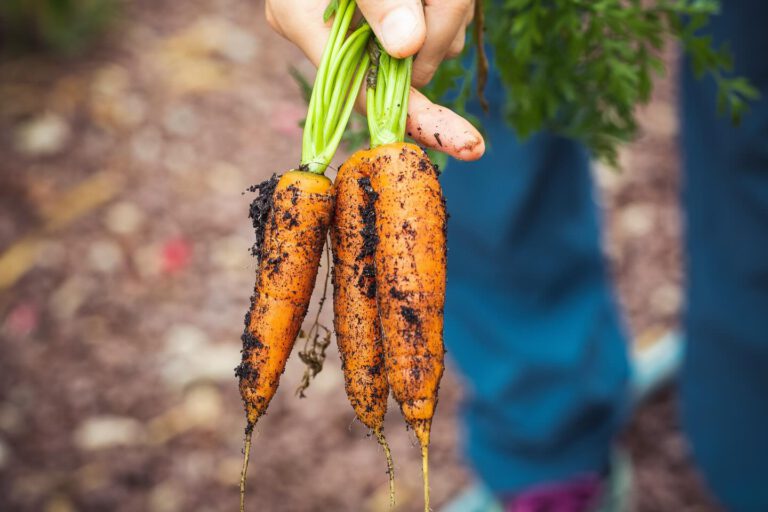 We Grow - Growing community whilst growing food