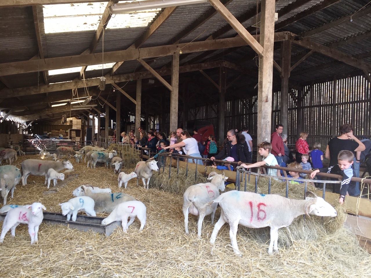 Tablehurst Farm Lambing Days